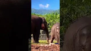 baby elephant get shower / elephant bath 🛀/ elephant fun park