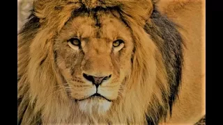 Lion as a Totem: Personality Characteristics and Life-Path Challenges