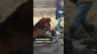 Wild horse look back at her rescuers and nod, as if to say 'thank you' ❤️❤️