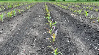 На скільки важливо вносити стартові добрива при посіві кукурудзи? Огляд полів кукурудзи, буряку…