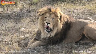 Как Олежка угощение прохлопал 😁 Львы. Тайган. Lions life in Taigan.