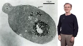 Randy Schekman (HHMI & UCB) 1: Secretory Pathway: How cells package & traffic proteins for export