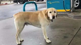 This Man Went To Help A Lonely Dog At A Gas Station. Then He Looked Closer At Its Tag