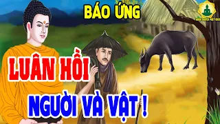 Chuyện Nhân Quả Hay Nhất 2024, Về LUÂN HỒI ĐẦU THAI BÁO OÁN GIỮA NGƯỜI VÀ VẬT Nghe Sợ Khiếp Vía