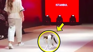 This Cat Crashes Fashion Runway, Then Something Incredible Happens!