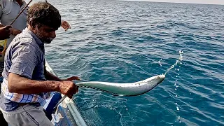 Catching Plenty of Queen Fish & Needle Fish in the Sea