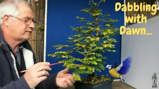 An essential Guide to Dawn Redwood Bonsai