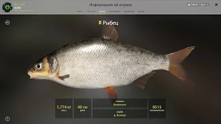 Русская рыбалка 4 / Russian Fishing 4 . Река Волхов . Трофейный Рыбец.