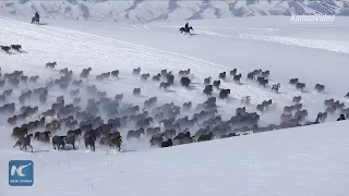 Breathtaking! Horses gallop on snow-capped prairie in China's Xinjiang