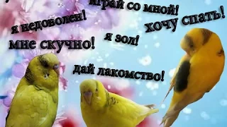 Как понять попугая! Язык пения волнистого попугая! Часть 1 #Смешное видео #Птицы #Мои советы