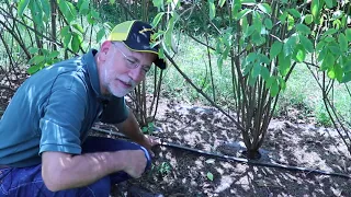 Elderberry Culture by Patrick Byers