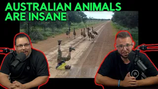 Americans React To 50 OUTRAGEOUS Wild Animal Moments From AUSTRALIA!