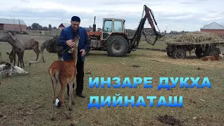 Шелковски к1оштара дийнат а, дахар а