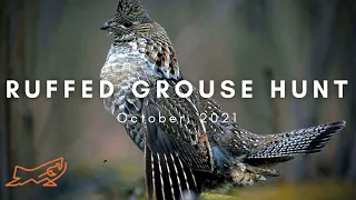 This Remote Road was FULL of Grouse! (Public Lands Hunt)