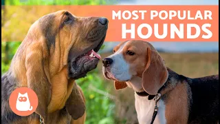 7 HOUND DOG BREEDS 🐶 | Top 7 Sniffer Dogs ✅