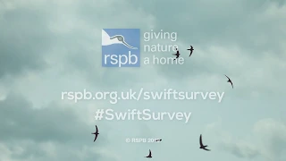 Swift action - we want your swift sightings!