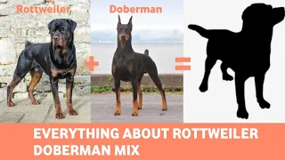 Rottweiler Doberman Mix: Everything You Need To Know About Rotterman!