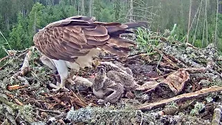 Kalakotkas2~ Ivo brings a fish Mom is feeding the chicks~7 35 am  2020/06/10