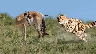 NEW BORN IMPALA ESCAPES FROM THE CHASE OF Leopard | Impala Giving Birth