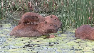carpinchos/capybaras .#argentina  #capibarasurfing #surf