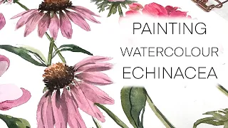 Painting Watercolour Echinacea