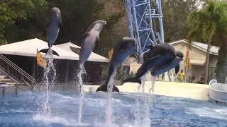 Blue Horizons (Full Show) at SeaWorld Orlando on 1/26/17