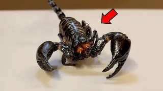 Most Unique Creatures! - Scorpion Anatomy