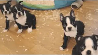 Funny Boston Terrier Compilation 2020 | Best Dog Videos
