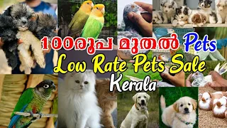 💖Exotic Birds😍Fancy Pigeon💥Prava😍Dogs💞Cat💖Fish😇Pets Sale Kerala🤗Low Rate Pets Sale Kerala❤‍🔥Vlogs