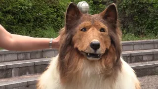 Toco, el hombre japonés que logró su sueño de convertirse en perro