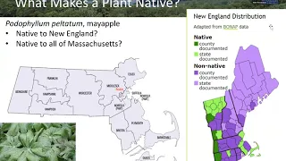 Webinar: Native Plants for New England Gardens