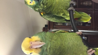 Double Yellow Head Amazon & Blue Fronted Amazon