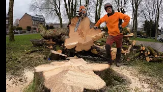 DÉMONTAGE ET ABATTAGE DE GROS MARRONNIERS / STIHL 201 TC