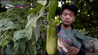 HEALTHY WAY OF ENJOYING BEEF SOUP AND PANCIT USING BOTTLE GOURD | HUMBLE COUNTRYSIDE LIFE | EP. 59