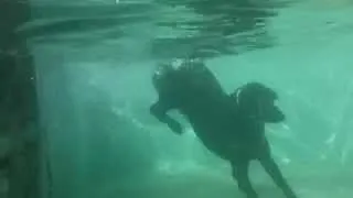 Labrador dives, goes underwater, swim, ...