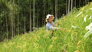 Harvesting Green Rice "traditional dish of my people" - How to process and preserve long term
