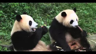 Funny Panda Приколы панды Прикольные панды кушают бамбук