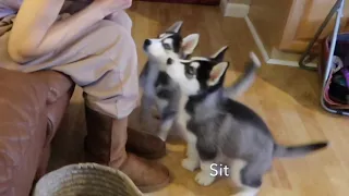 Baby Dog's  1st｜8 Weeks Husky Puppies Learning SHAKE For the 1st Time #dogutubeshorts#dog#youtube