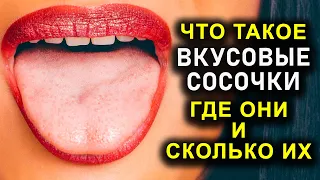 ЧТО ТАКОЕ ВКУСОВЫЕ СОСОЧКИ, ГДЕ ОНИ И СКОЛЬКО ИХ