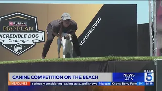 26th Annual Purina Pro Plan Incredible Dog Challenge and Surf Dog Competition takes over Huntington