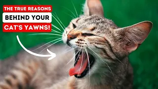 Why Does Your Cat Yawn? 10 Surprising Reasons You Wouldn't Expect!