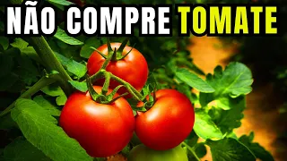 Como plantar Tomate em Casa - Melhor forma de plantar tomate em Vaso