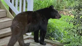 Black bear makes appearances in Maryland neighborhoods