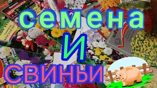 СЕМЕНА ИЗ ИНТЕРНЕТА/ПОДПИСЧИКИ БЫЛИ ПРАВЫ/СВИНЬИ