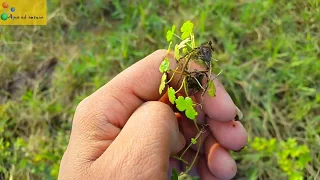 Carpet plant species from india(7 types of carpet plant found) Aqua adventure