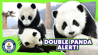 Record Breaking Panda Twins! - Guinness World Records