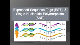 Expressed Sequence Tags (EST) and Single Nucleotide Polymorphism (SNP)