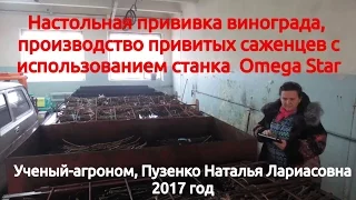 Настольная прививка винограда,  привитые саженцы винограда, зимняя прививка, станок Оmega Star