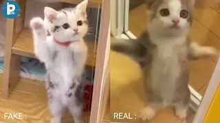 fake happy cat vs real happy cat