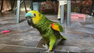 Playing with blue-fronted Amazon parrot (spoiler: I am defeated 😂)